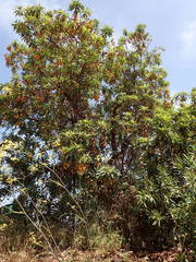 Arbutus canariensis