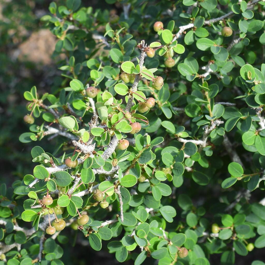 Flueggea verrucosa; photograph (c) Henry de Lange, some rights reserved (CC BY)