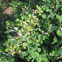 Flueggea verrucosa