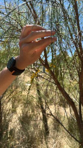 Viminaria juncea, photograph 4