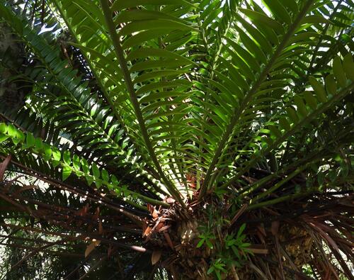 Encephalartos altensteinii, photograph 1