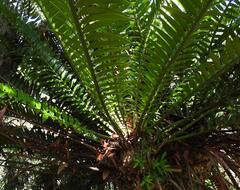 (c) Henry de Lange, some rights reserved (CC BY) Encephalartos altensteinii, photograph (c) Henry de Lange, some rights reserved (CC BY)