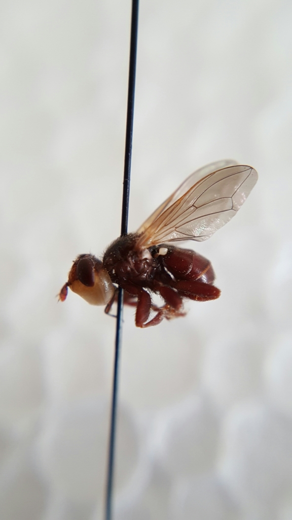 Myopa rubida