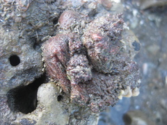 Stolidobranchia