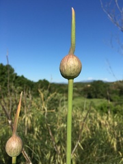 Allium ampeloprasum