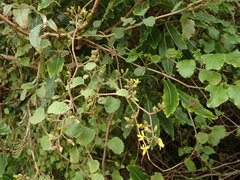 Brachyglottis sciadophila