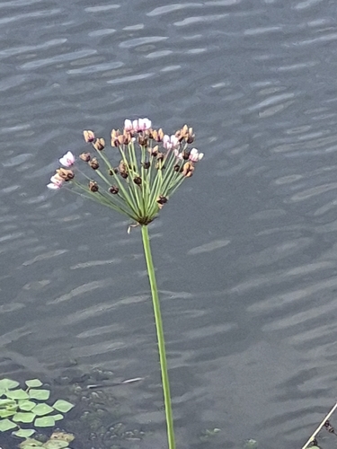 Flowering-rush