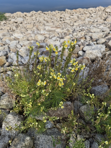 common toadflax