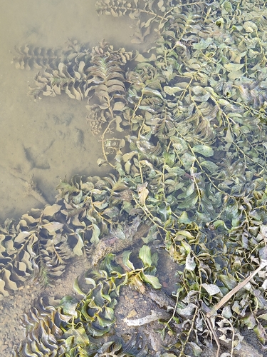 Perfoliate Pondweed