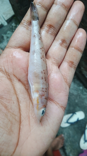 Eyespot grubfish (Parapercis ommatura) — Pinguipedidae — 5