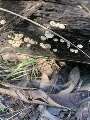 Panellus pusillus