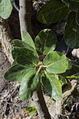 Ficus glaberrima observed 2026-08-09