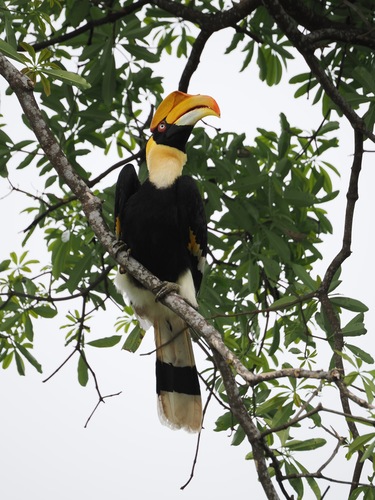Great Hornbill