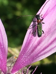 Cartallum ebulinum