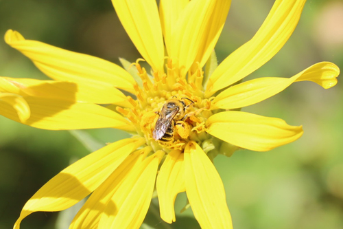 iNaturalist observation photo of Bees