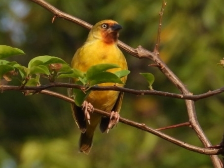 Northern Brown-throated Weaver (Ploceus castanops), photo 3