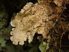 Sticta subcaperata