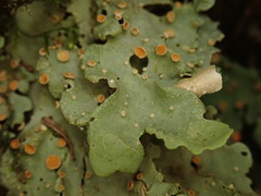Sticta subcaperata