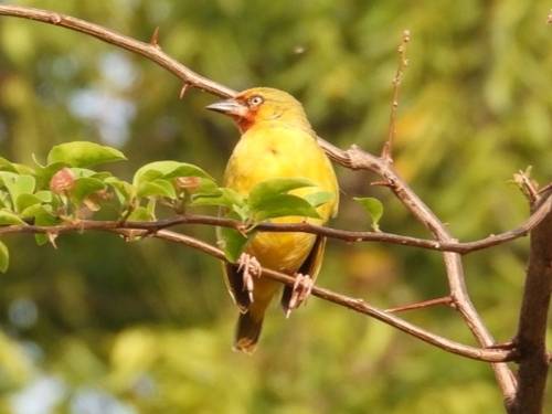 Northern Brown-throated Weaver (Ploceus castanops), photo 6