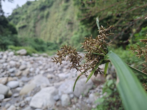 Cyperus diffusus observed 2026-08-10
