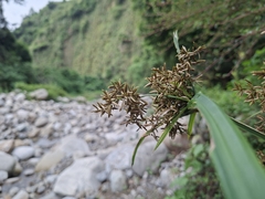 Cyperus diffusus
