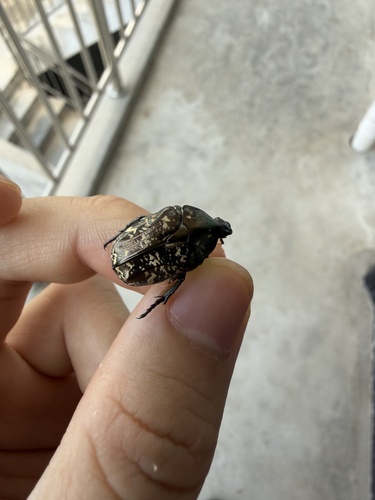 Protaetia brevitarsis