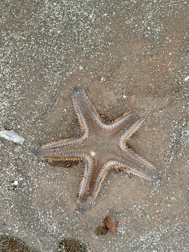 Plain Sand Star