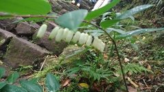 Polygonatum arisanense