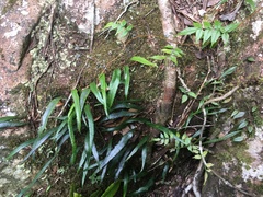 Selliguea simplicissima