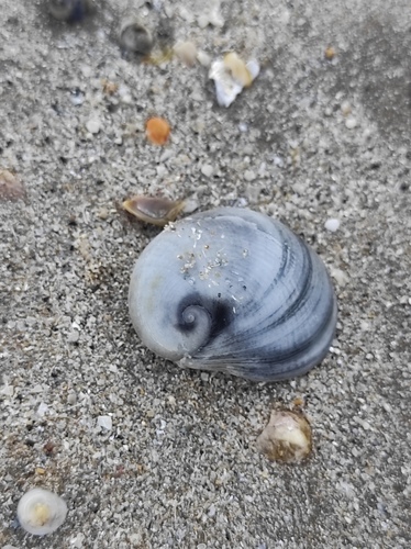 Sinum bifasciatum observed 2026-08-10