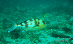 Seriola hippos