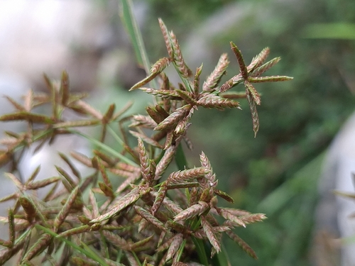 Cyperus diffusus, photograph 1