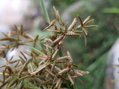 Cyperus diffusus, photograph (c) vrxz, some rights reserved (CC BY-SA)