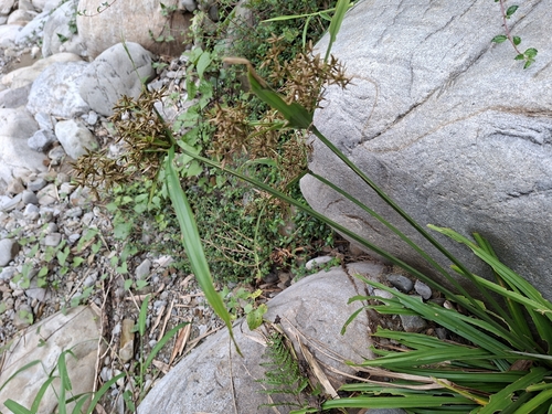 Cyperus diffusus, photograph 2