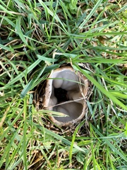 Sarcosphaera coronaria