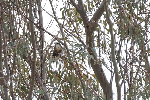 Eastern Grey-crowned Babbler