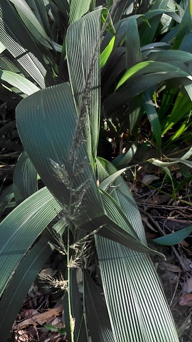 Palmgrass