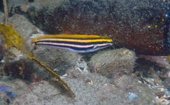 Petroscirtes fallax