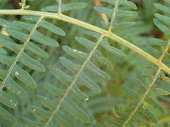 Pteridium aquilinum image