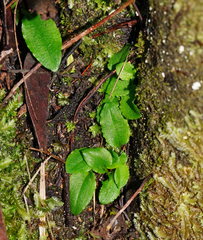 Pterostylis pedunculata
