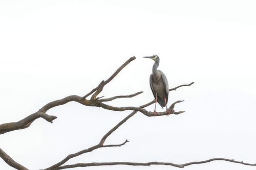 White-faced Heron