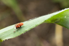 Nigma puella
