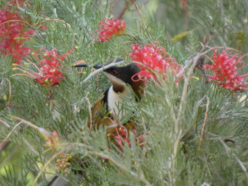 Eastern Spinebill