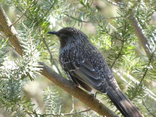 Little Wattlebird