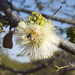 Acacia mellifera