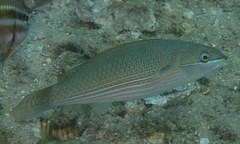 Stethojulis strigiventer