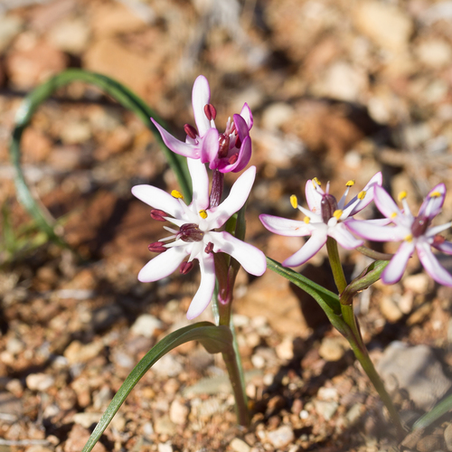 Wurmbea stellata