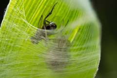 Nigma puella