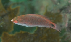 Cirrhilabrus punctatus