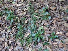 Myosotis latifolia image